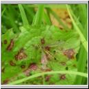 Nephrotoma terminalis - Kraehenschnake w01.jpg